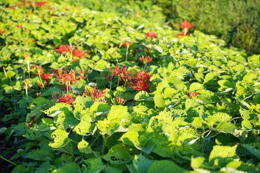 Contrast of green and red spider lilies, JPG Contrast of green and red spider lilies, JPG