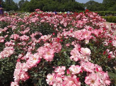神代植物公園の春バラ 神代植物公園の春バラ バラ,春バラ,神代植物公園の写真素材