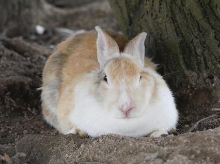 大久野島のウサギ ウサギ,かわいい,大久野島の写真素材