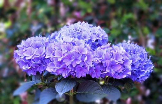 紫の紫陽花の花 紫の紫陽花の花の写真