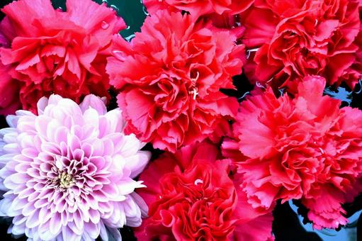 ダリアとカーネーション カーネーション,ダリア,花の写真素材