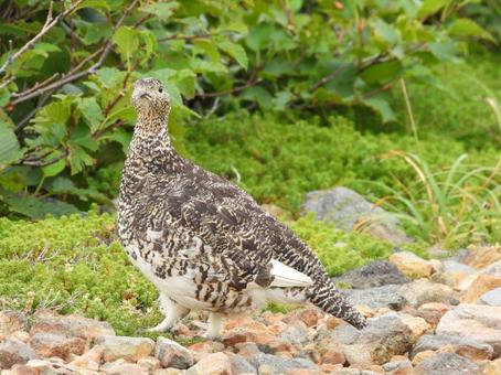 御嶽山二ノ池ヒュッテで警戒するメスの雷鳥 御嶽山二ノ池ヒュッテで警戒するメスの雷鳥の写真