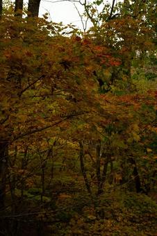 Photo, autumn leaves, red, yellow, 