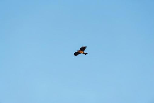 上空から辺りを見回すトビ 上空から辺りを見回すトビ トビ,猛禽類,野鳥の写真素材