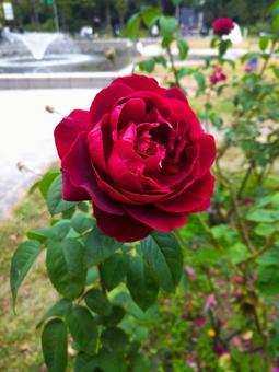 赤い薔薇 赤い薔薇の写真