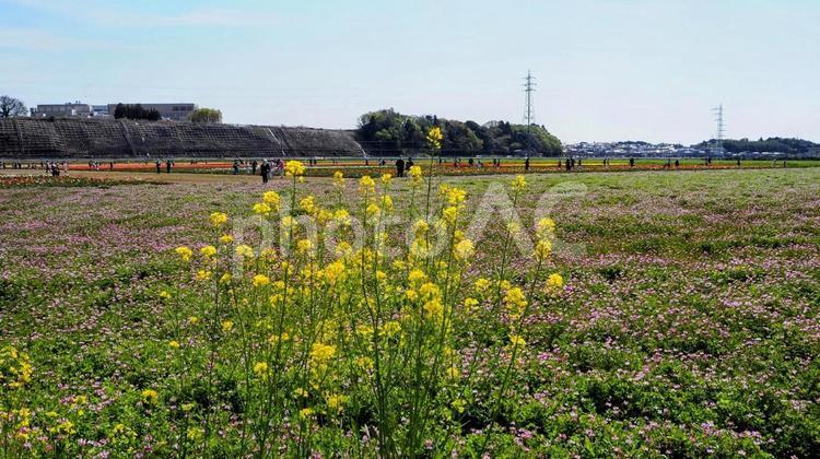 菜の花＆レンゲの群生（千葉県・佐倉市） 春,菜の花,レンゲソウの写真素材