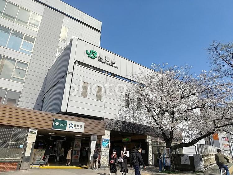 JR山手線・都営三田線巣鴨駅前に咲く桜 桜,出入口,駅前の写真素材