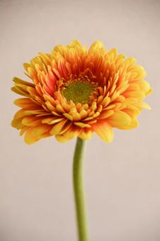 Orange Gerbera, JPG Orange Gerbera, JPG