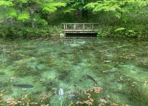 モネの池 モネの池 モネの池,岐阜県,青の写真素材
