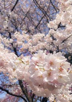 桜 桜の写真