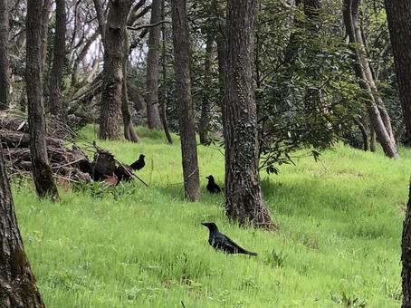 カラスの集会 カラスの集会 カラス,からす,自然の写真素材