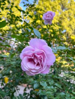 秋の美しいバラ バラ,花,ローズガーデンの写真素材