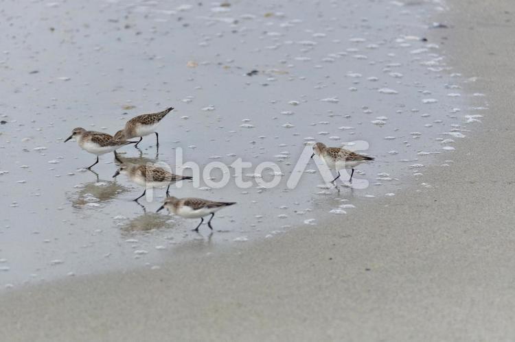 トウネン トウネン,野鳥,渡り鳥の写真素材