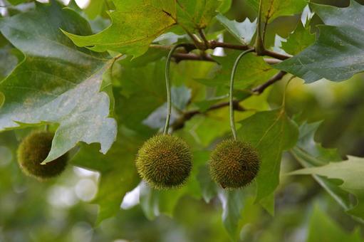 アメリカスズカケノキ アメリカスズカケノキ,亜米利篠懸の木,セイヨウボタンノキの写真素材