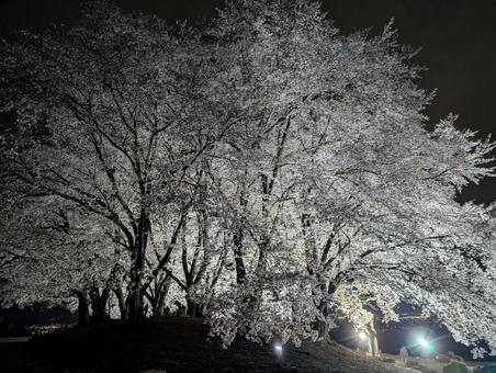 夜桜 夜桜の写真