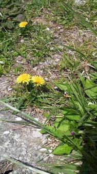 たんぽぽ たんぽぽ 花,黄色,緑の写真素材