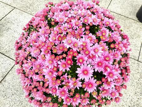 満開の赤い菊 満開の赤い菊 菊,植物,つぼみの写真素材