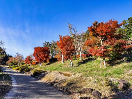 紅葉のもみじ林　伊豆の修善寺虹の郷にて 紅葉,モミジ,紅葉狩りの写真素材
