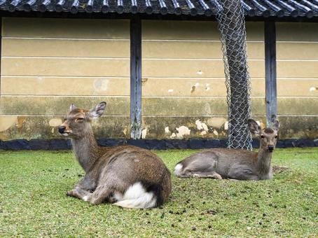 古都の庭に憩う鹿 奈良公園,鹿,動物の写真素材