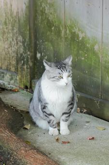 おすわりするサバ白猫 猫,野良猫,サバ白の写真素材