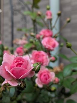 薔薇 薔薇の写真