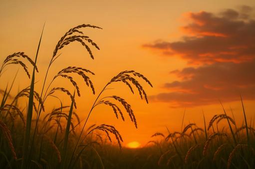 沈む夕日と揺れる稲穂 沈む夕日と揺れる稲穂の写真