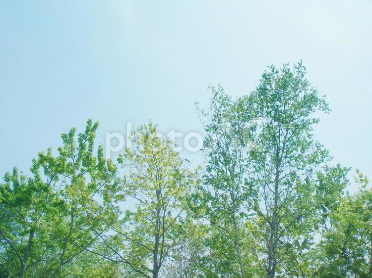 雑木林の新緑 雑木林,新緑,自然の写真素材