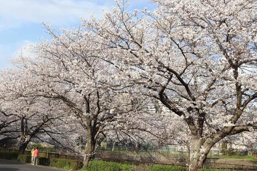 志井川の桜並木 志井川の桜並木 志井川,桜並木,さくらの写真素材