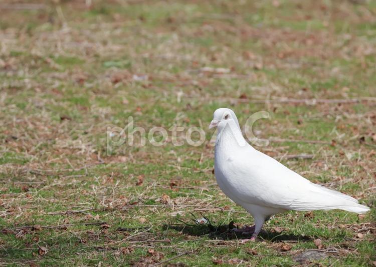 公園を散歩する白い鳩 白いハト,白い鳩,鳩の写真素材