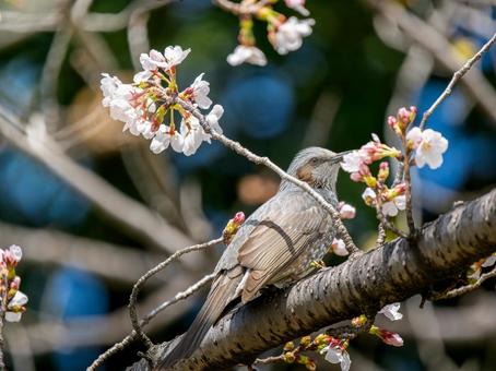 桜とヒヨドリ 桜とヒヨドリ ヒヨドリ,野鳥,鳥の写真素材