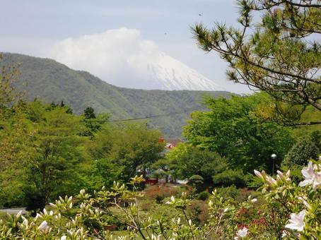 庭園からの富士山-2 庭園,つつじ,植栽の写真素材