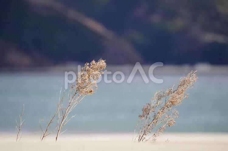 枯れ草と海 自然,水域,日暮れの写真素材