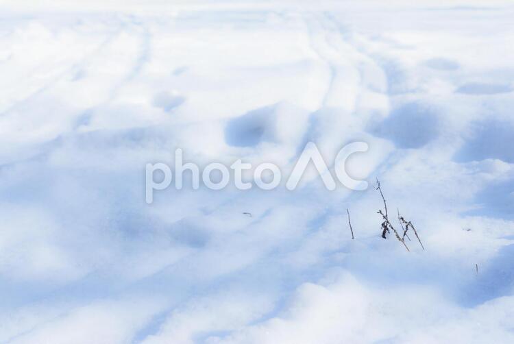 積もった雪から顔を出す雑草とソリの跡 冬,雪,足跡の写真素材
