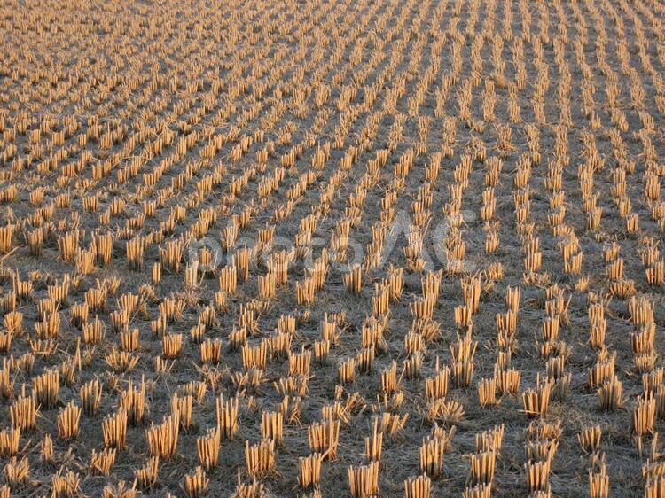 寒さで凍てつく農閑期の田んぼ 田,畑,霜の写真素材