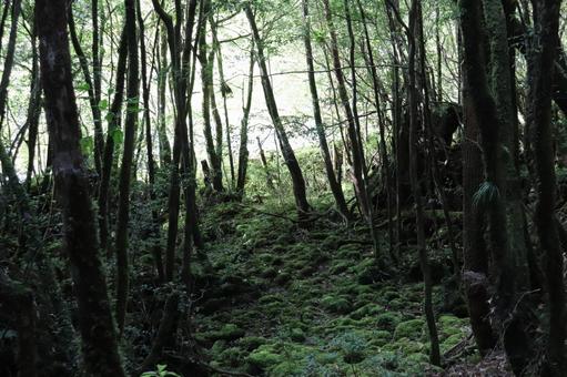 屋久島の自然 屋久島の自然の写真