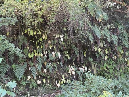 植物 植物,背景,庭の写真素材