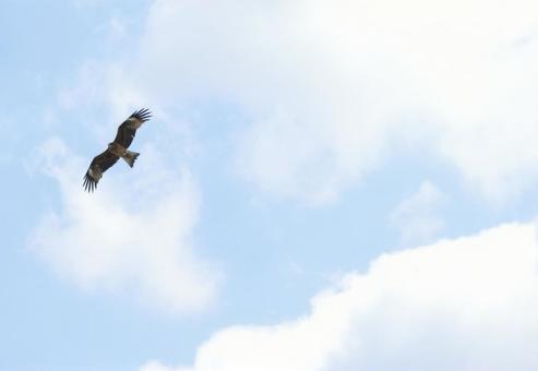 優雅な鳥 優雅な鳥の写真
