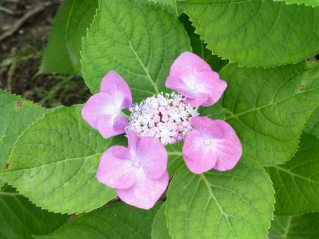 Hydrangea and little pink drones, JPG Hydrangea and little pink drones, JPG