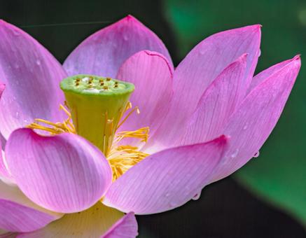 Photo, ancient lotus, lotus, lotus flower, 