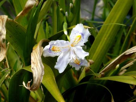 住宅地の草むらで咲き始めたシャガの花 住宅地の草むらで咲き始めたシャガの花 シャガ,花,植物の写真素材