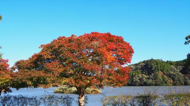 秋の亀山湖・楓の木の紅葉（千葉県君津市） 秋,亀山湖,紅葉の写真素材