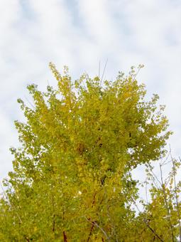 秋の空を背景に色付くイチョウの木 イチョウ,木,枝の写真素材
