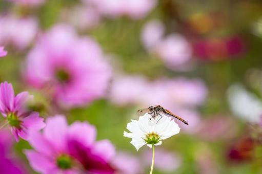 アキアカネ(27)の写真