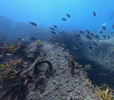 スズメダイ スズメダイ,海,ダイビングの写真素材