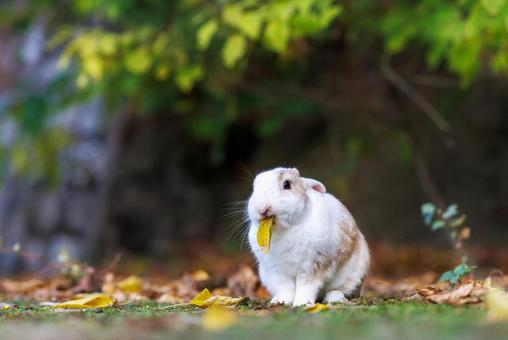 The rabbits of Okunoshima, JPG The rabbits of Okunoshima, JPG