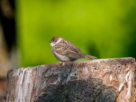 切り株にとまるスズメ 切り株にとまるスズメ スズメ,雀,鳥の写真素材