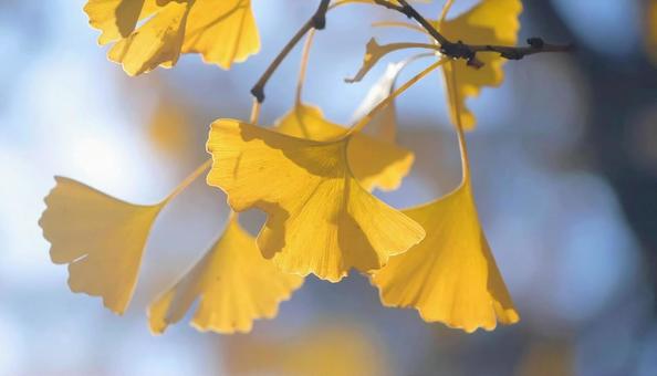 Close-up of ginkgo leaves Fallen leaves in autumn, JPG