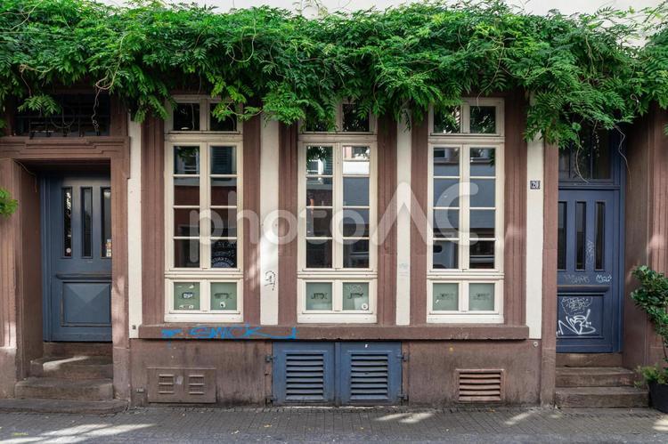 白枠の窓と植物 植物,自然,茶色の写真素材