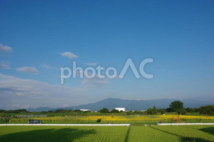 田んぼ・ひまわり畑・大山・青空 田んぼ,空,風景の写真素材