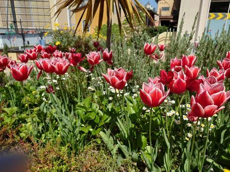 チューリップ5の写真